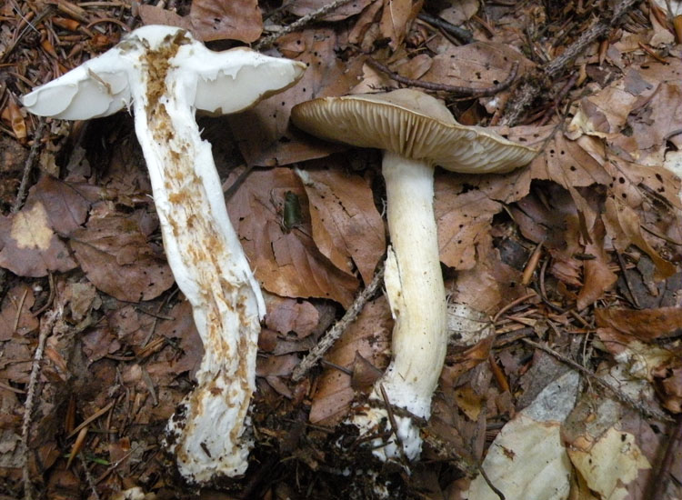 Clitocybe, forse: dealbata o inornata?